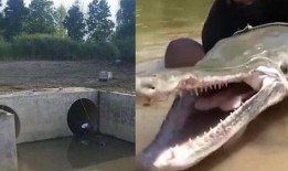 汝州最新爆料怪鱼店在哪,探寻怪鱼店神秘踪迹”