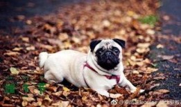 巴哥最新爆料微博号,揭秘娱乐圈最新动态！”